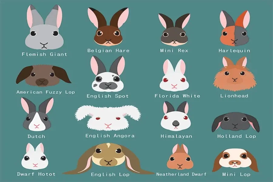 Rabbit Breeds