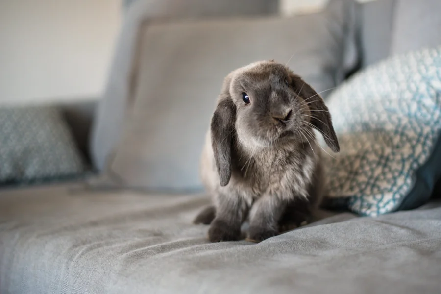 Bunny Pee