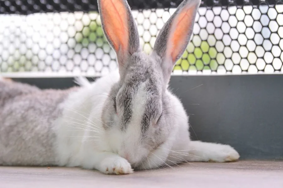 Bunny Sleeping