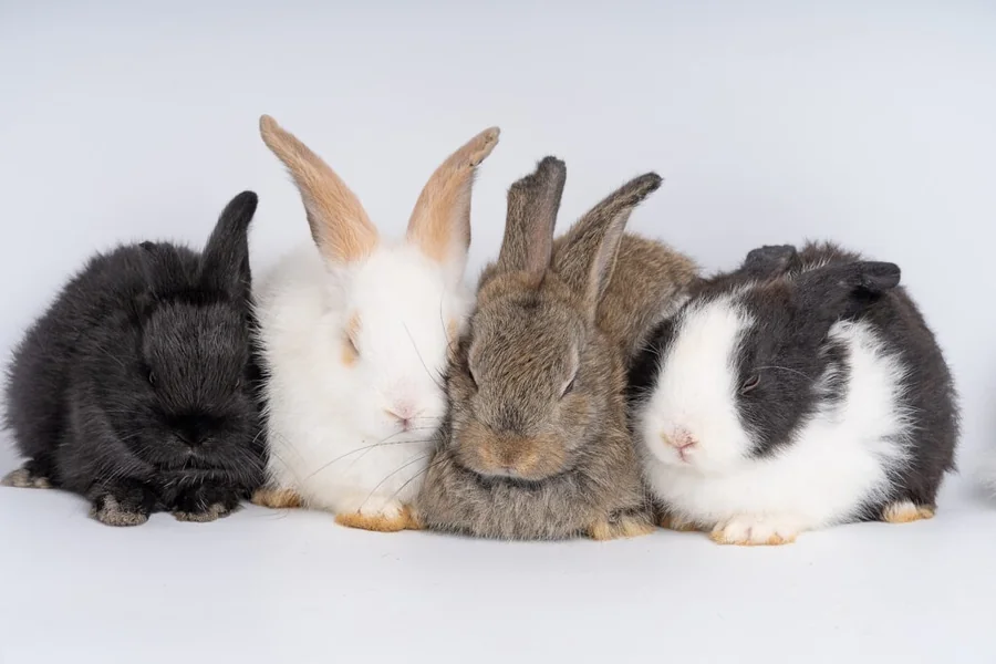 Bunny Sleeping