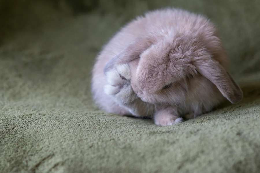 Bunny Sleeping