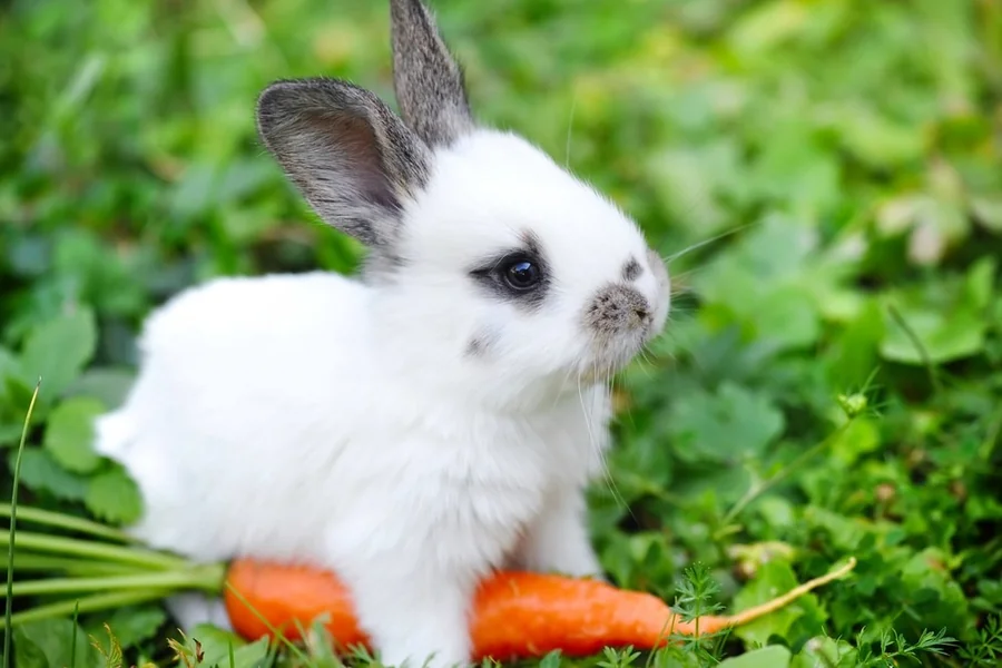Can Rabbits Eat Lavender