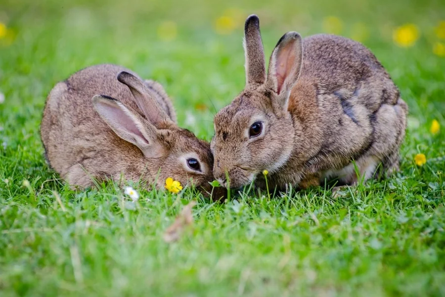 Herbs for Rabbits