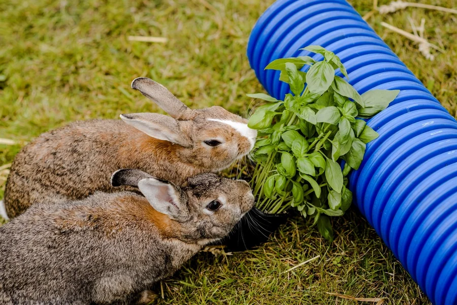 Herbs for Rabbits