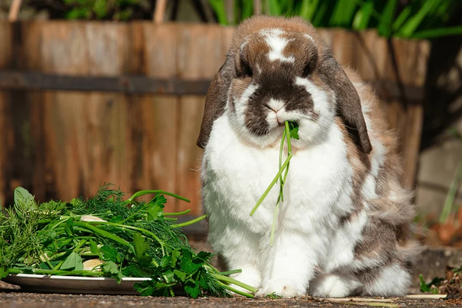 Herbs for Rabbits