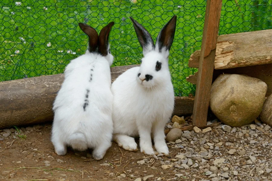 Male vs Female Rabbit