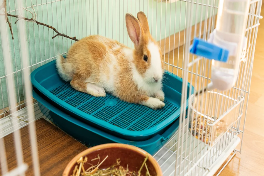 Rabbit Litter