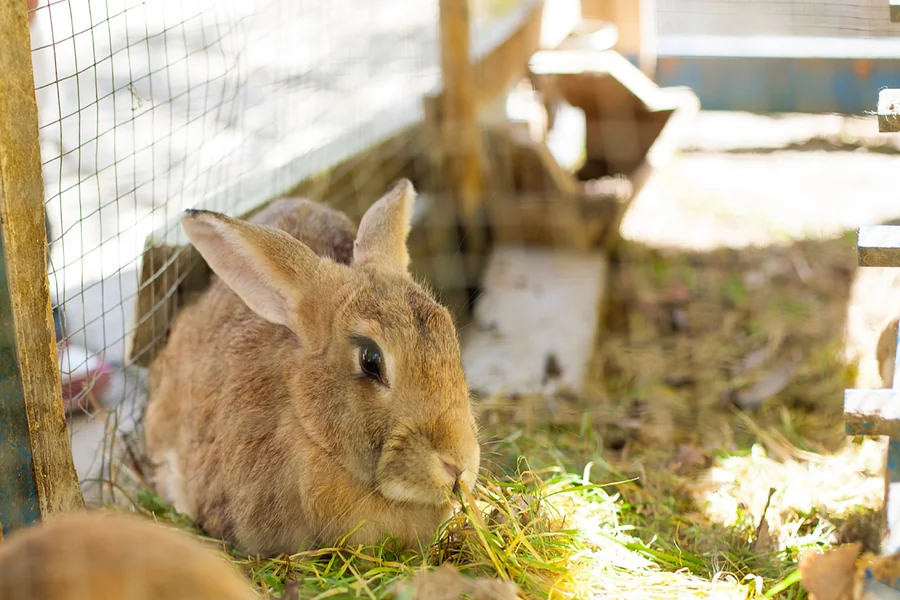 Rabbit Litter