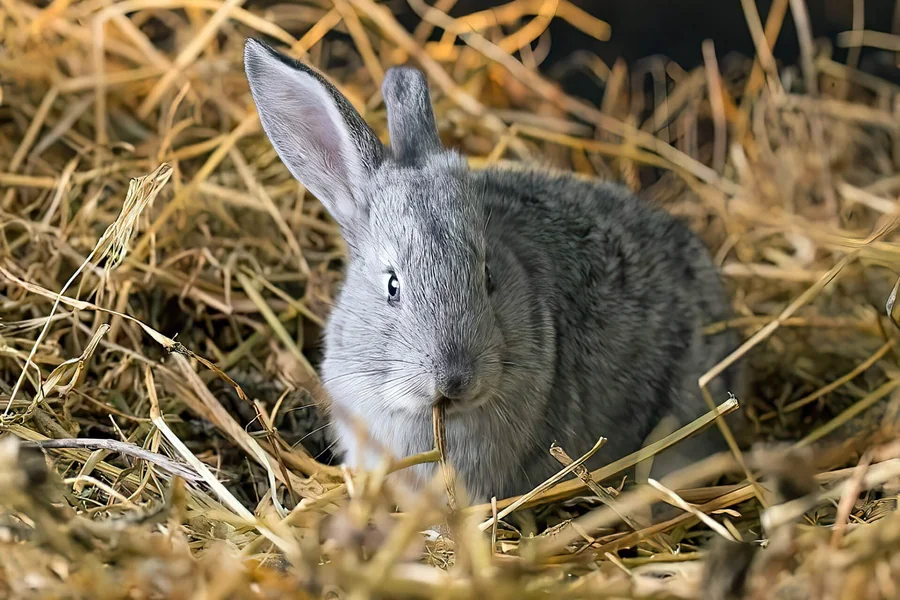 Rabbit Litter