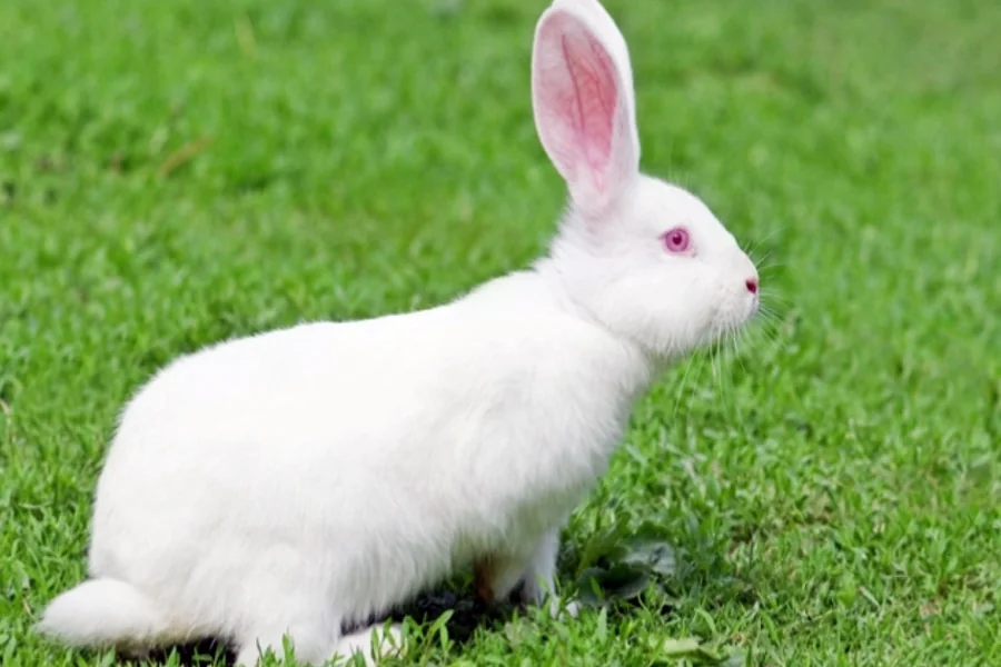 Rabbit Sound Names