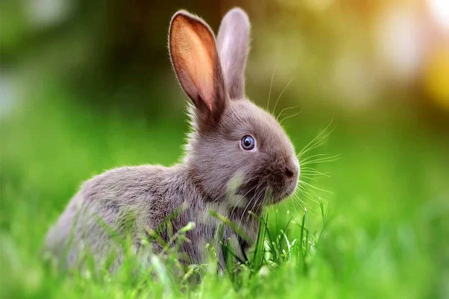 Rabbit Sound Names