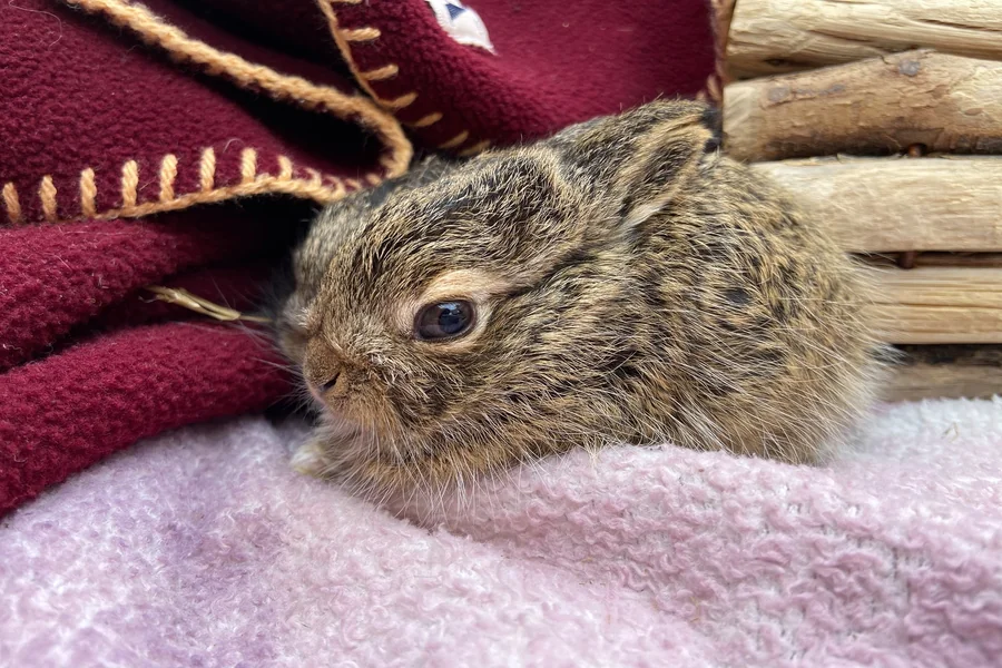 age how to tell how old a baby rabbit is