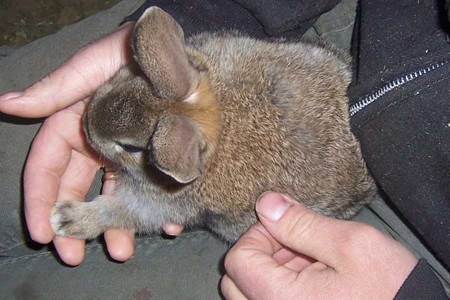 age how to tell how old a baby rabbit is