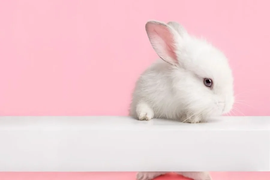 age how to tell how old a baby rabbit is