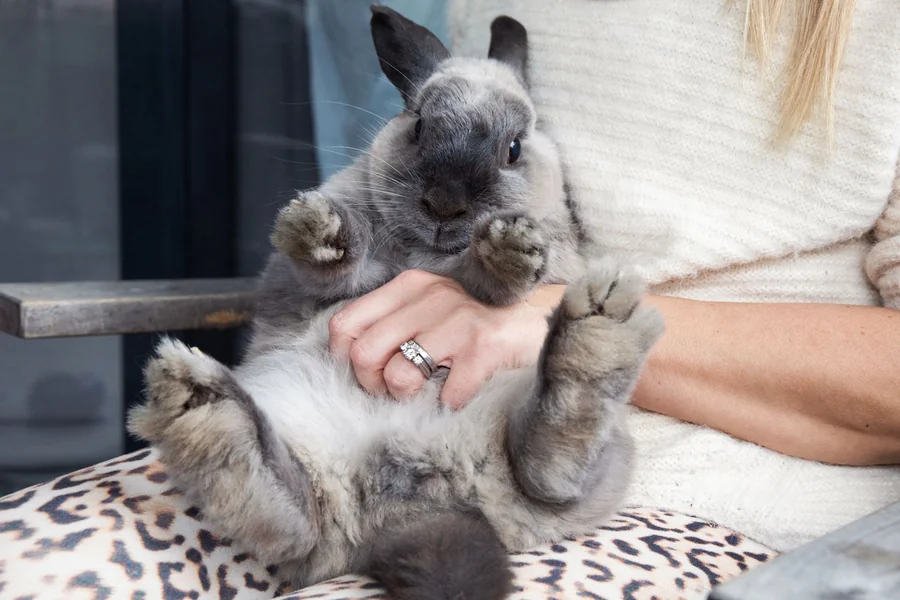 are bunnies good pets