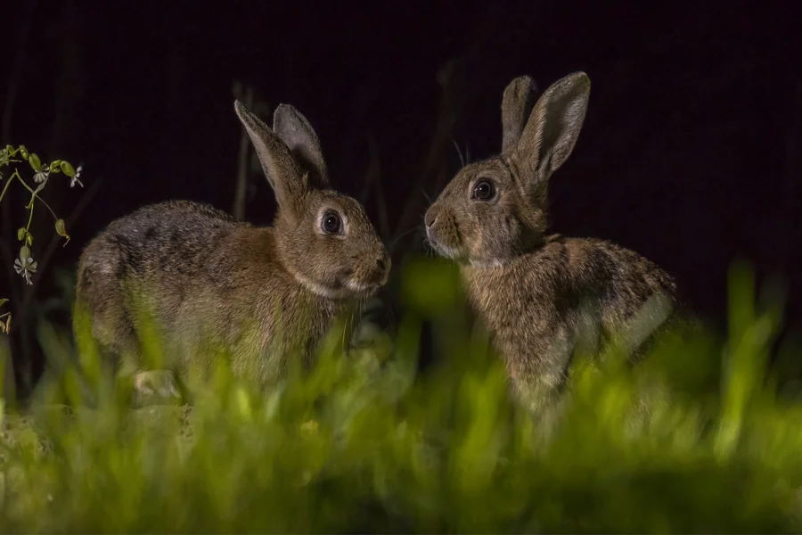 are rabbits nocturnal