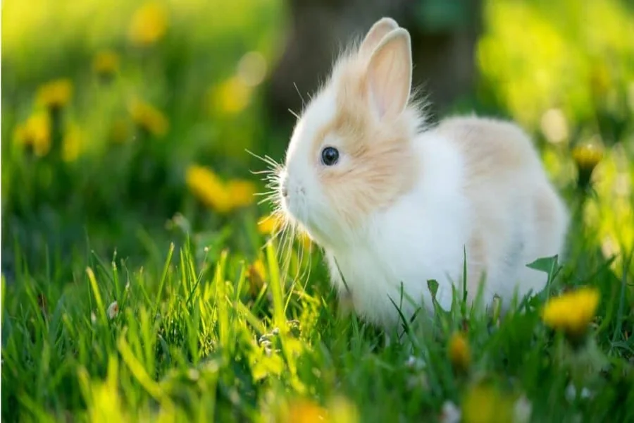 are rabbits nocturnal