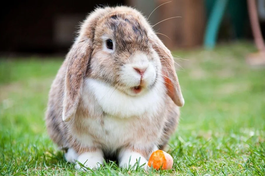 bunny with ears down