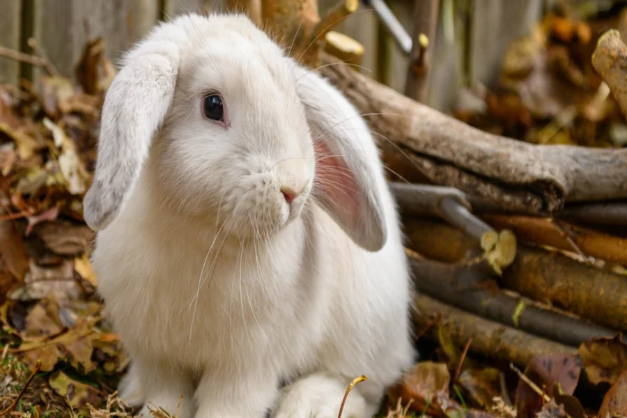 bunny with ears down