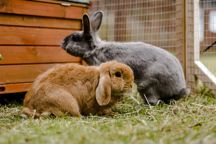 bunny with ears down