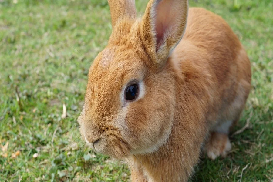 Bunny Years to Human Years