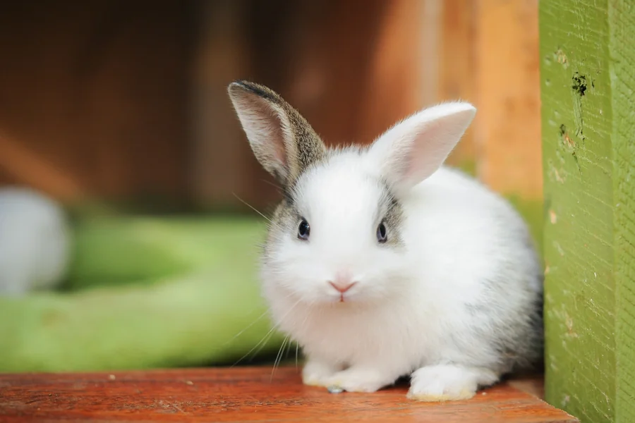 Bunny Years to Human Years