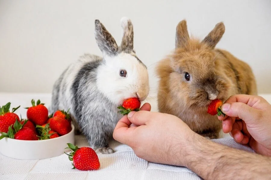 Bunny Years to Human Years