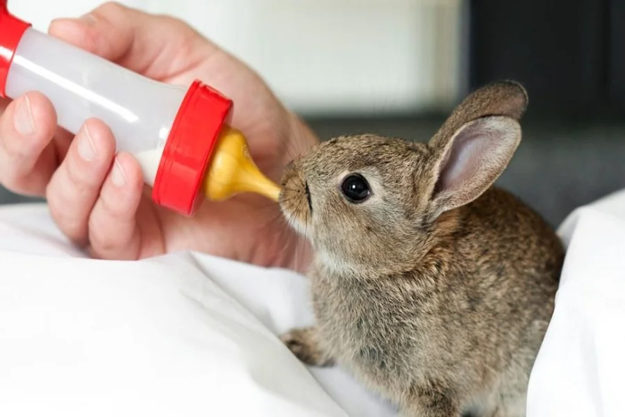 can rabbits drink milk