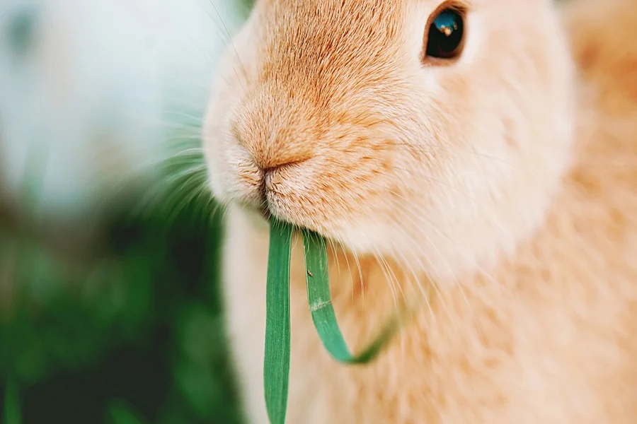 can rabbits have arugula