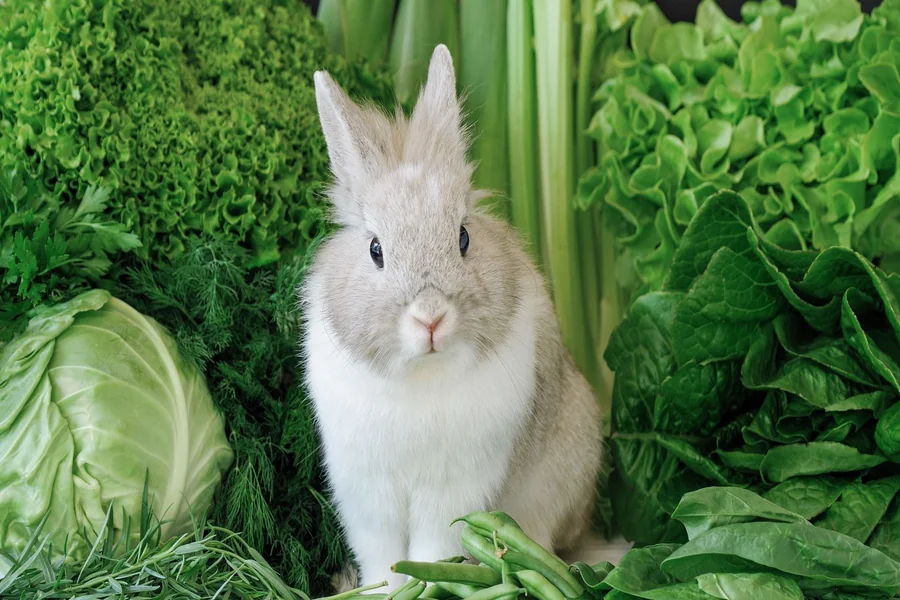 can rabbits have arugula