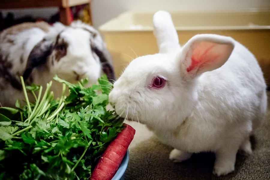 can rabbits have arugula