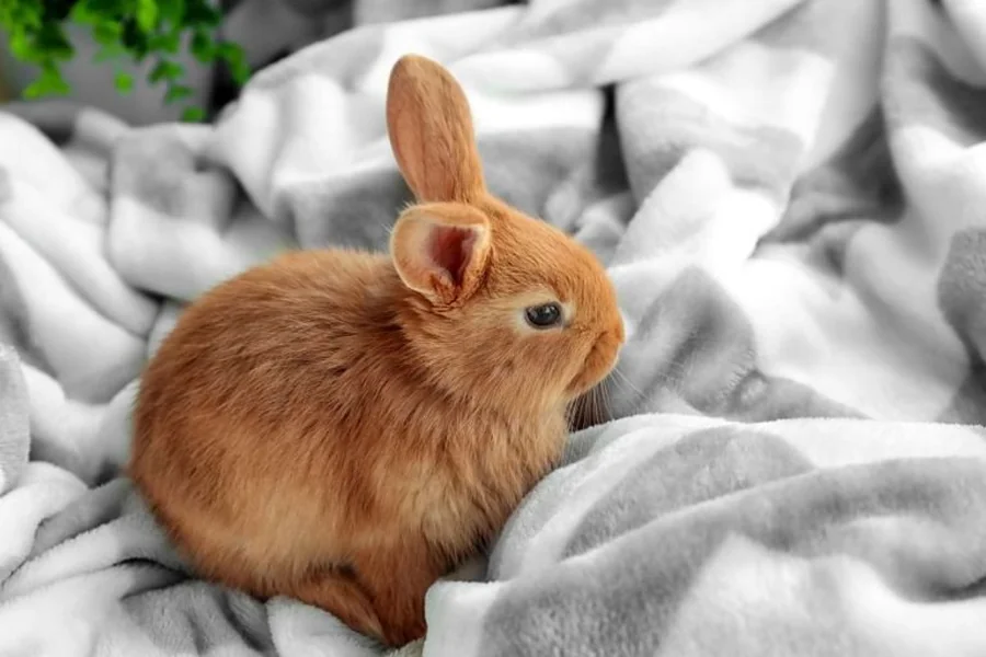 do bunnies sleep with their eyes open