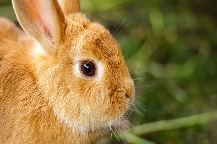 do bunnies sleep with their eyes open
