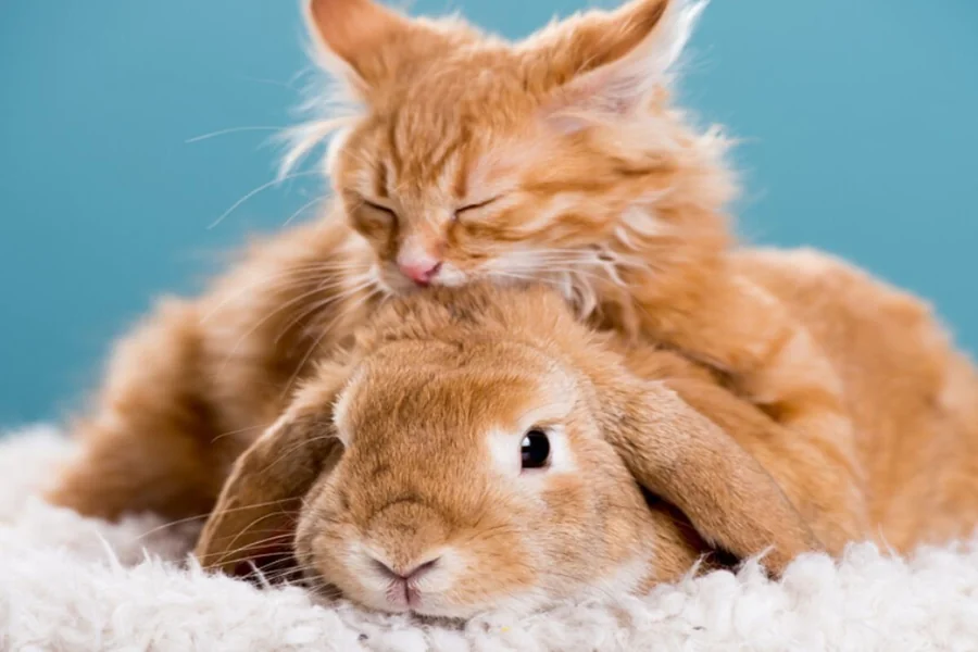 do cats and rabbits get along