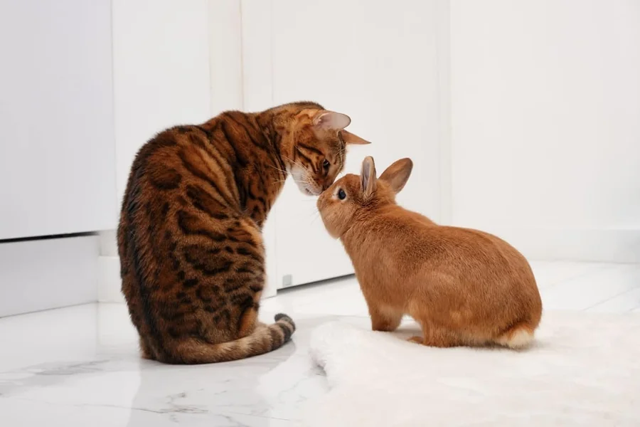do cats and rabbits get along