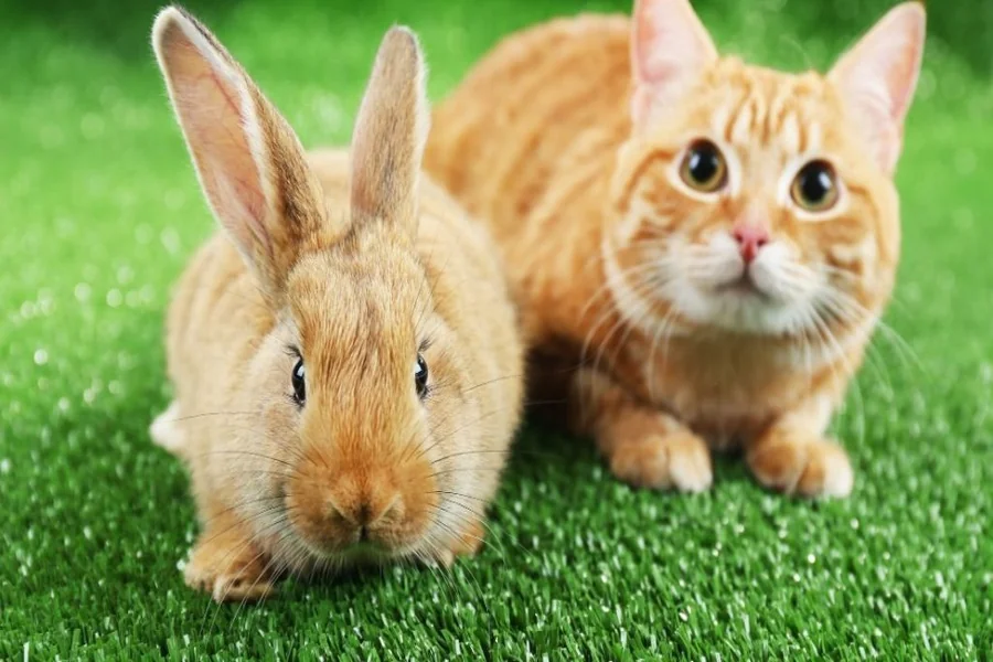do cats and rabbits get along