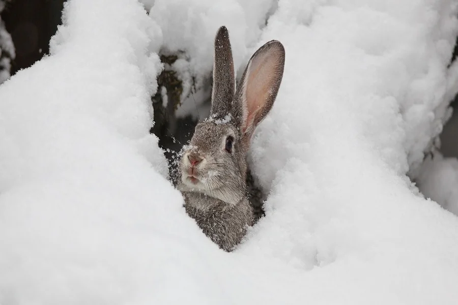 do rabbits hibernate