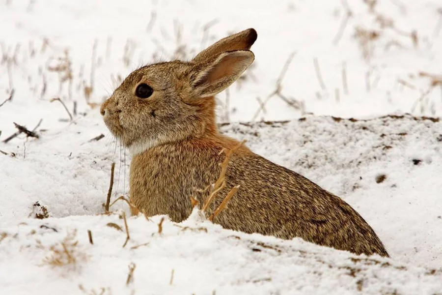 do rabbits hibernate