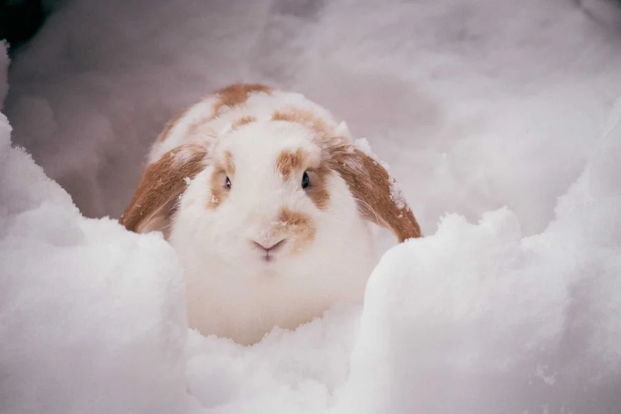 do rabbits hibernate