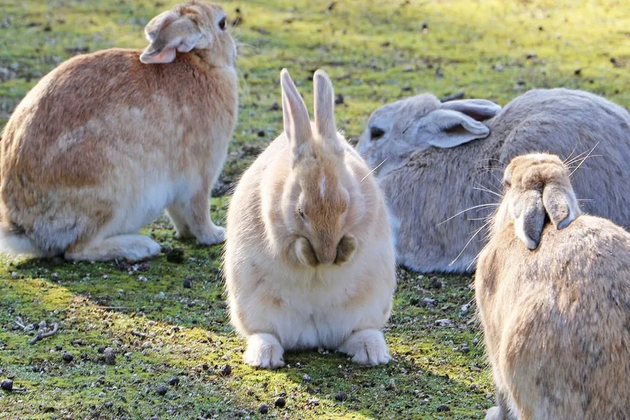do rabbits sneeze