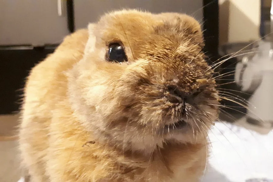 do rabbits sneeze