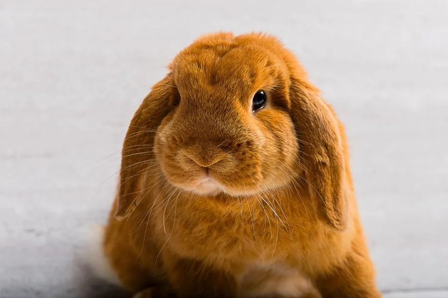 do rabbits sneeze