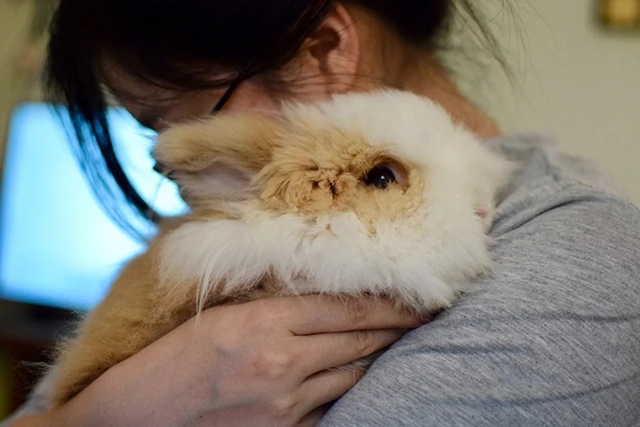 emotional support bunny