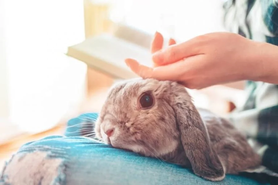 emotional support bunny