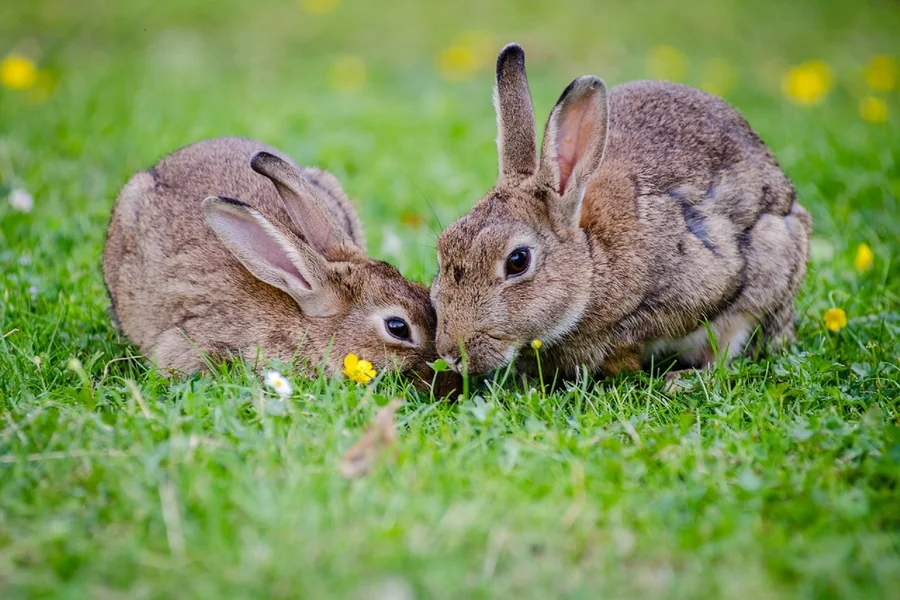 how big is a rabbit