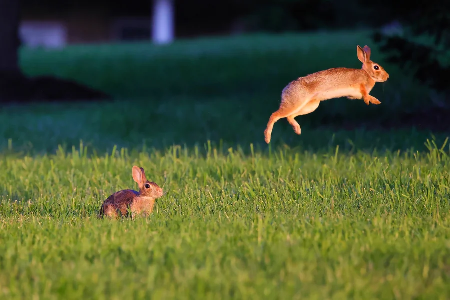 how fast can a rabbit run