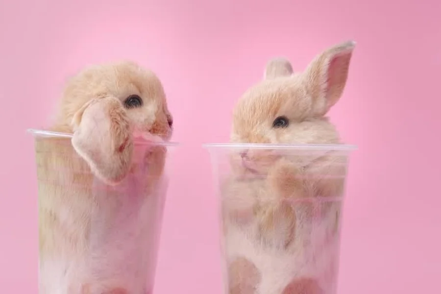how to bathe a rabbit