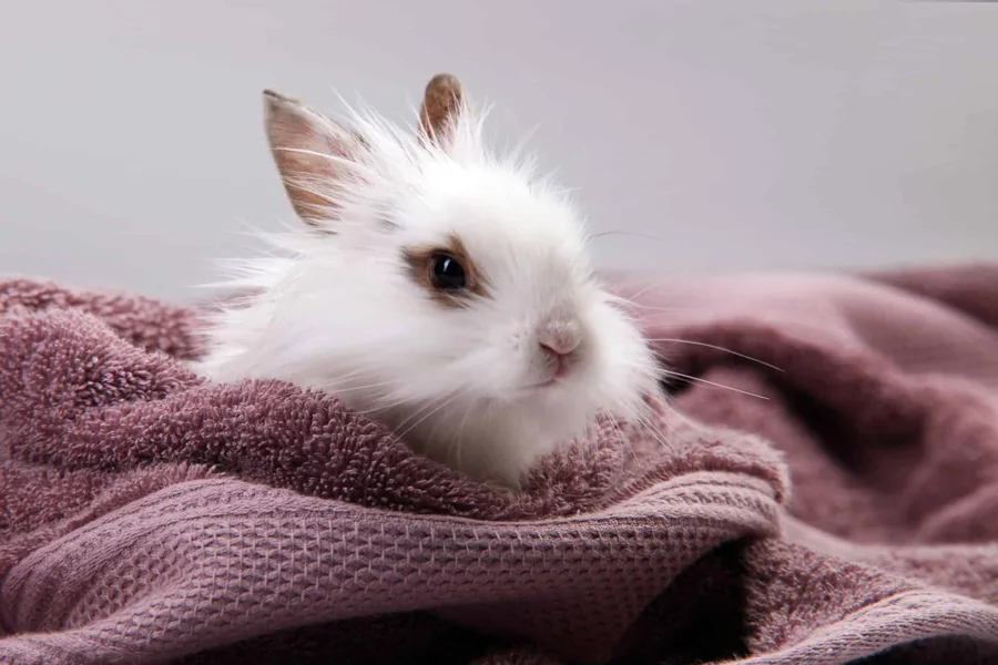 how to bathe a rabbit