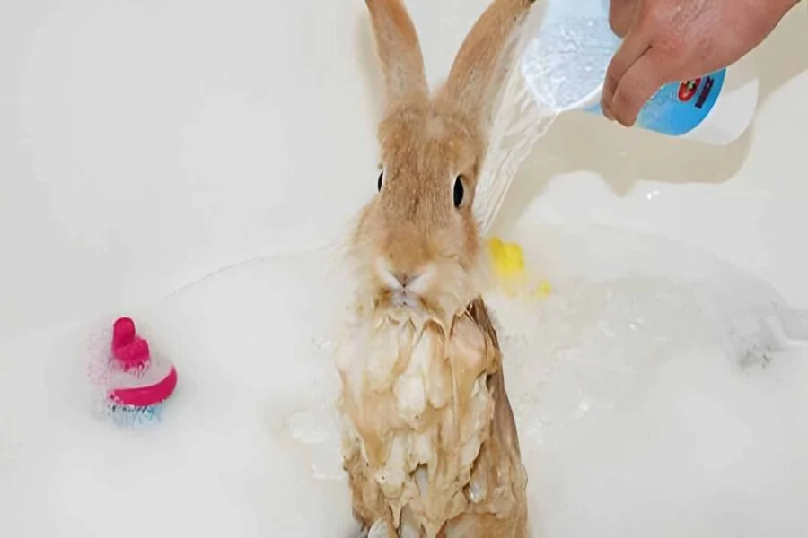 how to bathe a rabbit
