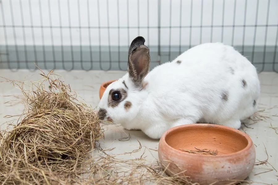 indoor rabbit hutch